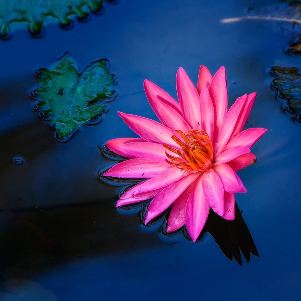 Розовый цветок лилии в воде 