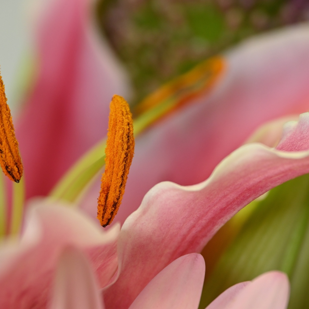 Розовая лилия с крупными  тычинками