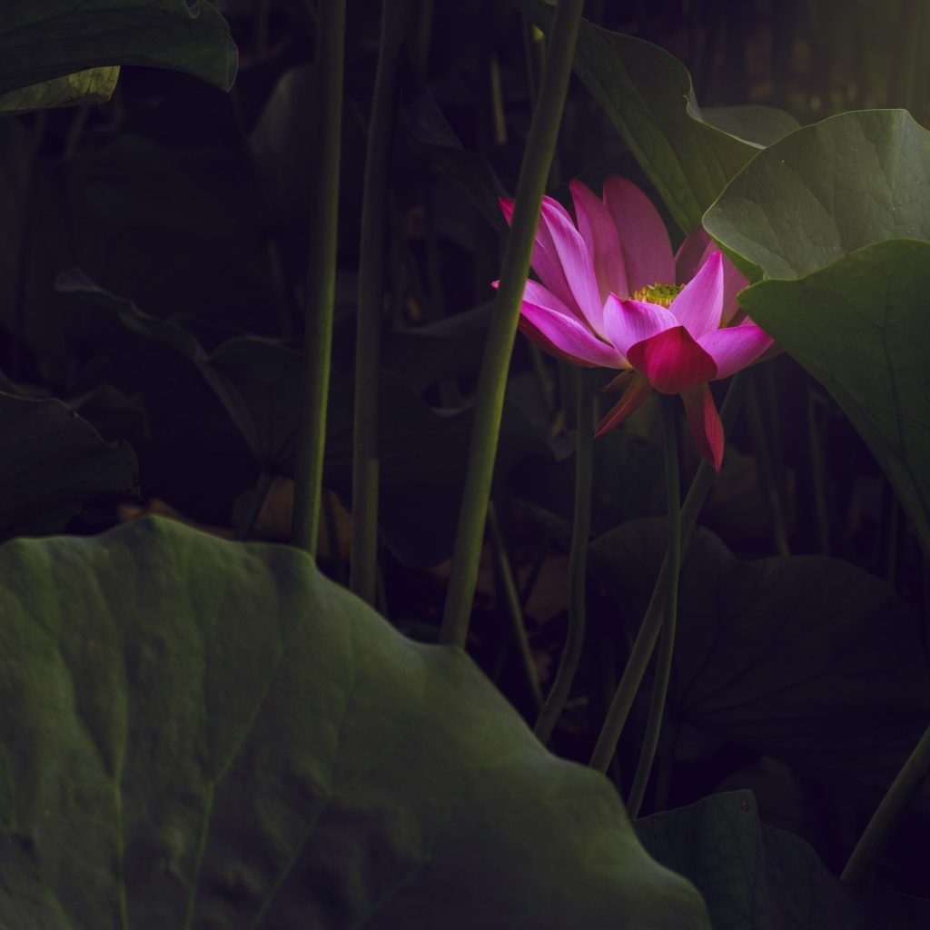 Розовый цветок лотоса спрятан в листьях