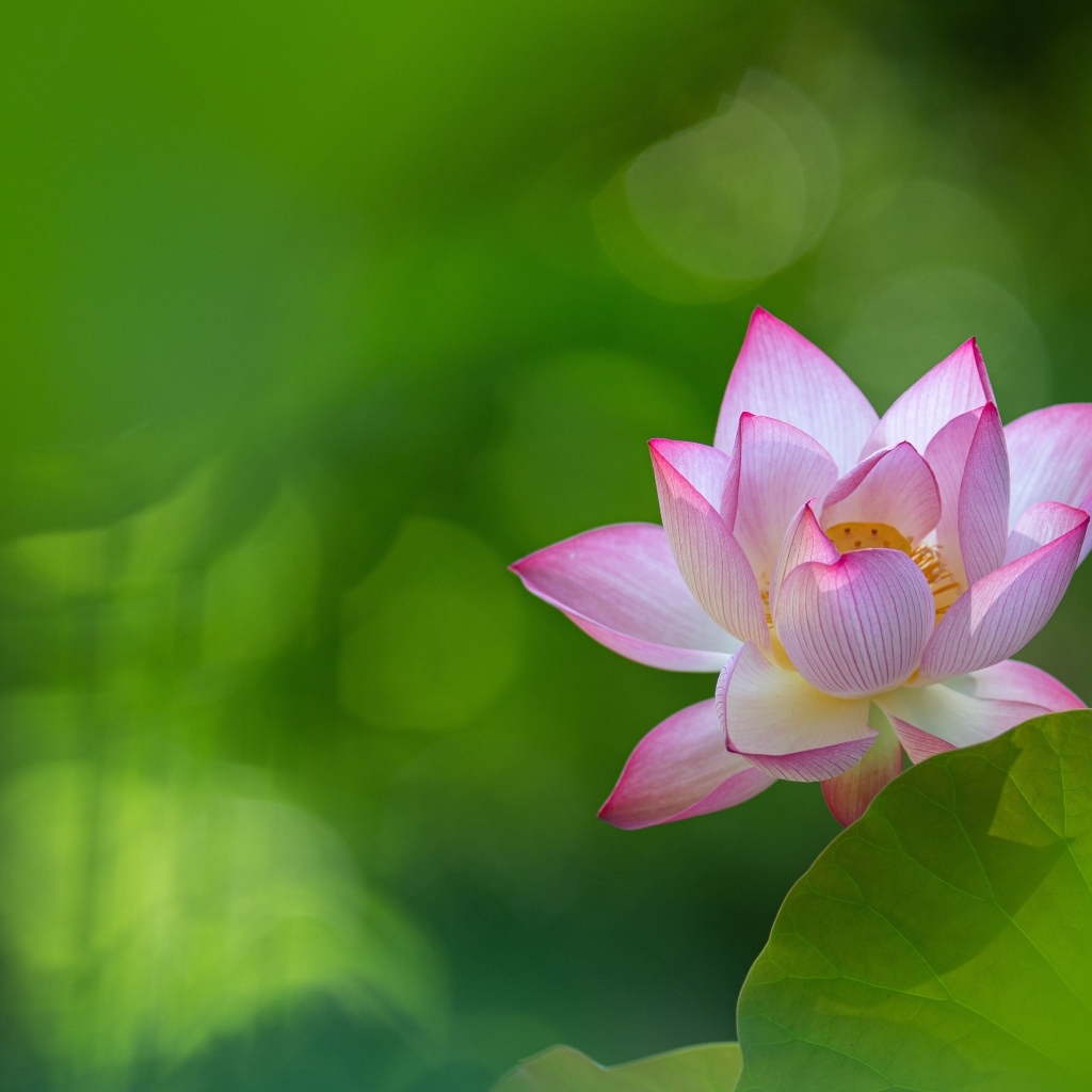 Розовый цветок лотоса на зеленом фоне