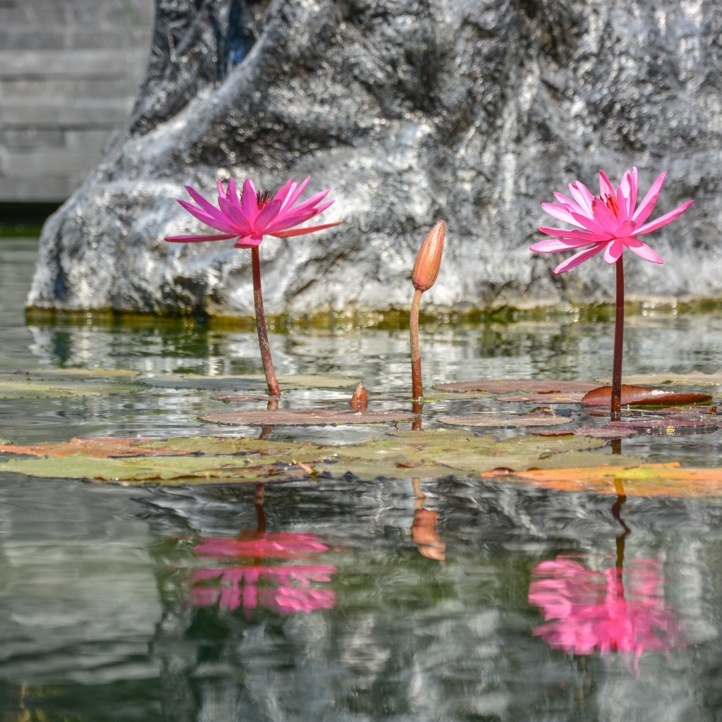 Розовые цветы лотоса отражаются в воде