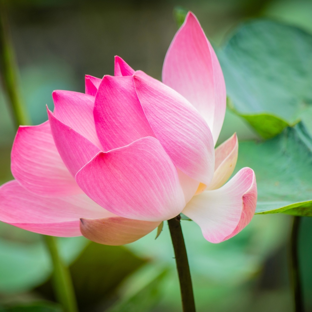 Розовый лотос с зелеными листьями