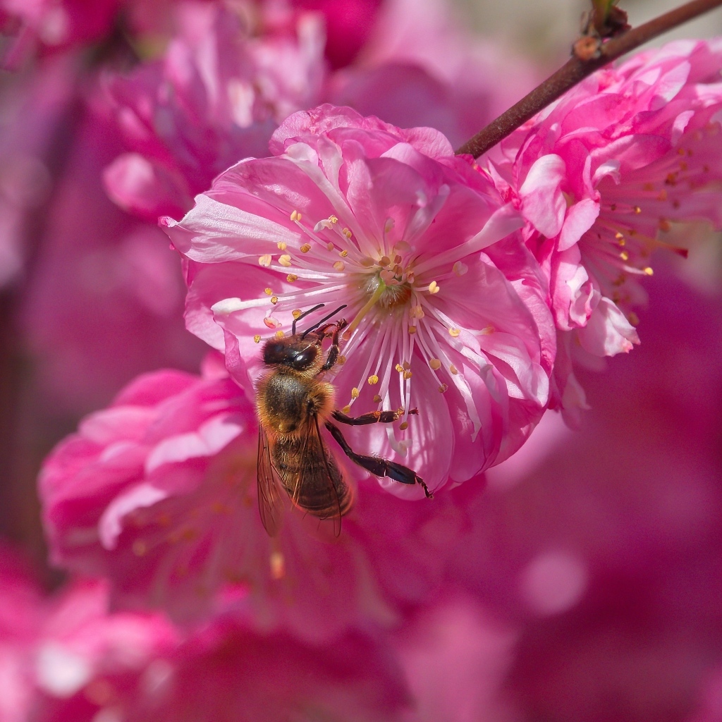Розовый цветок луизеания с пчелой