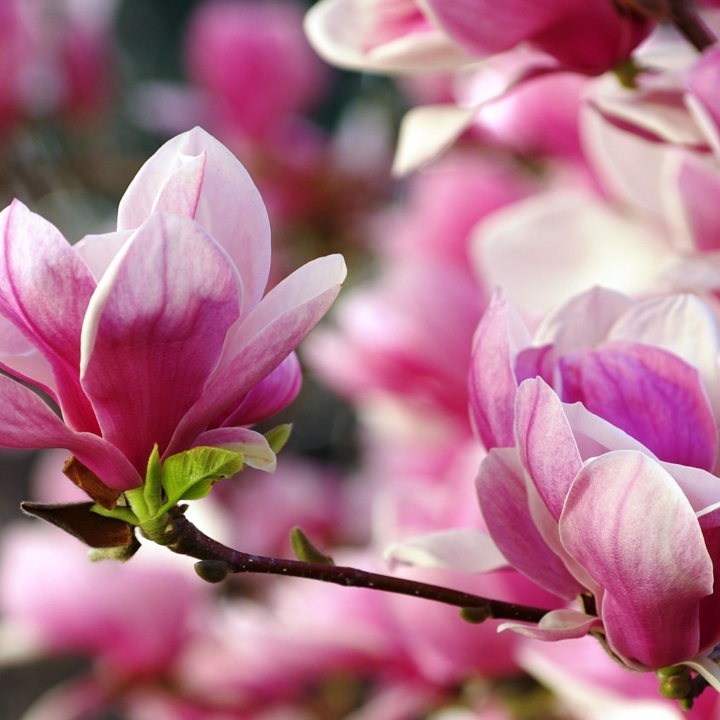 Розовые цветы  магнолии на ветке