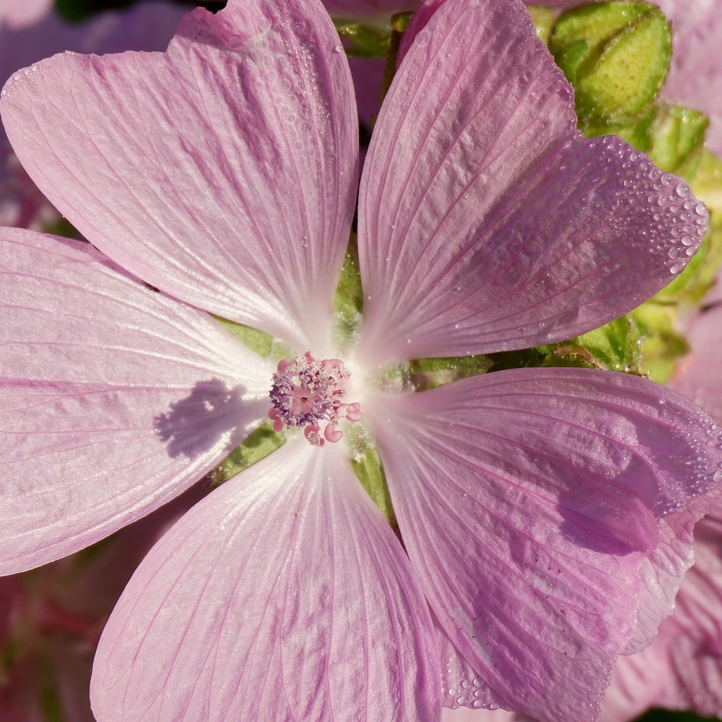 Розовый цветок мальва крупным планом