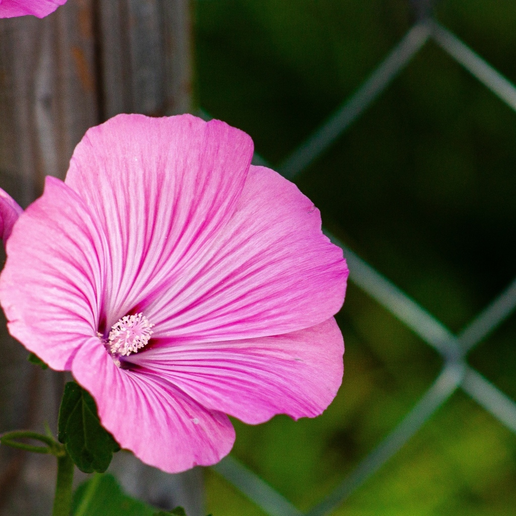 Розовый цветок мальва растет у забора