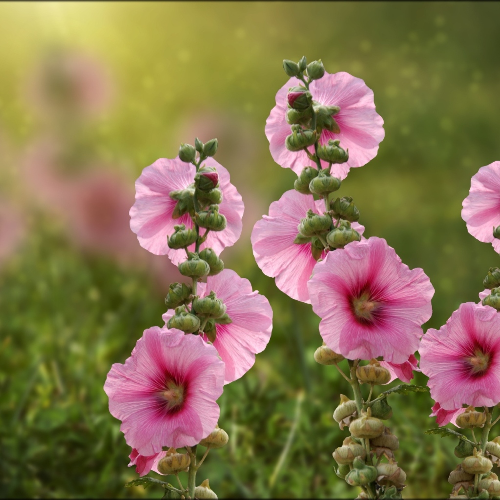 Розовые мальвы в лучах летнего солнца