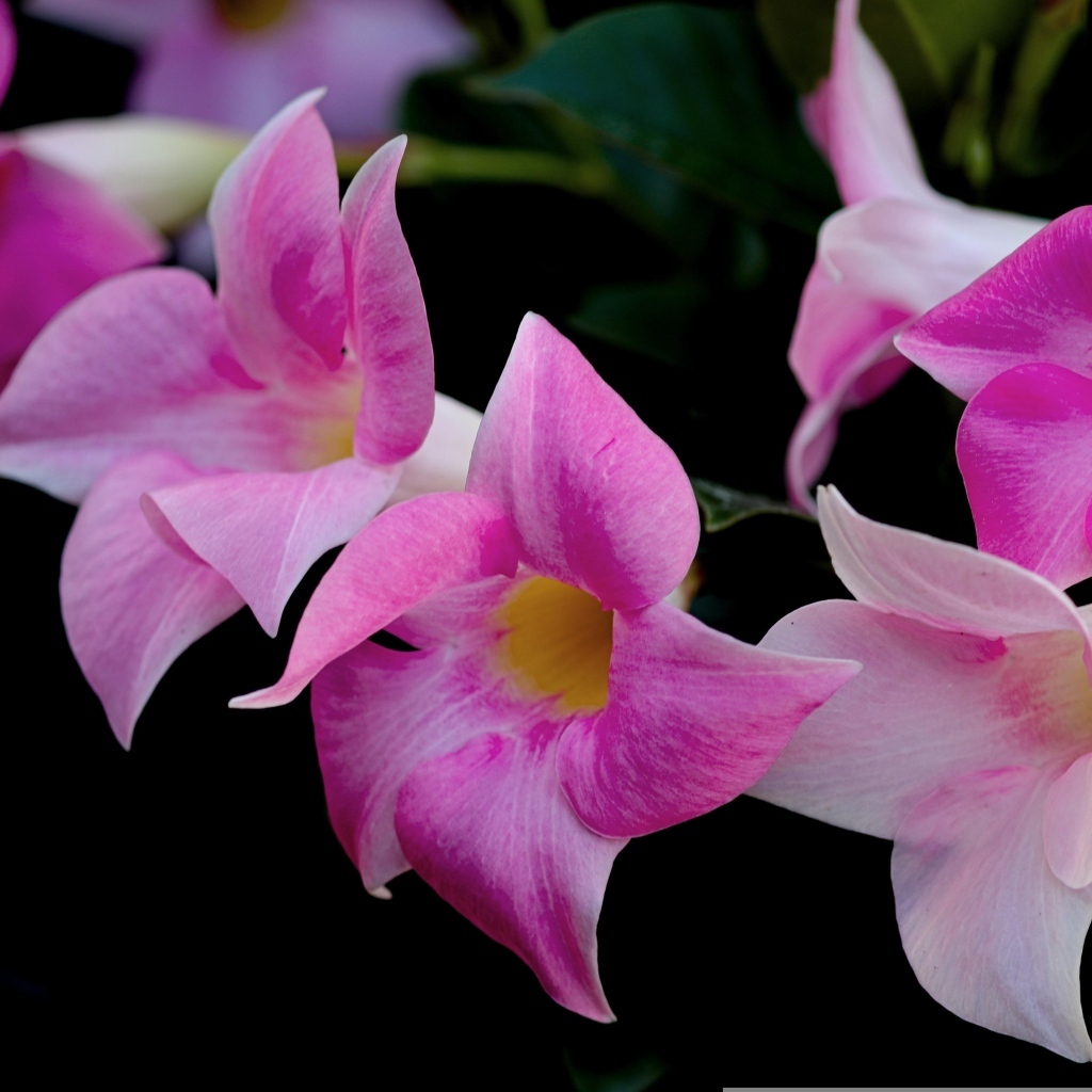 Розовые цветы мандевилла на черном фоне