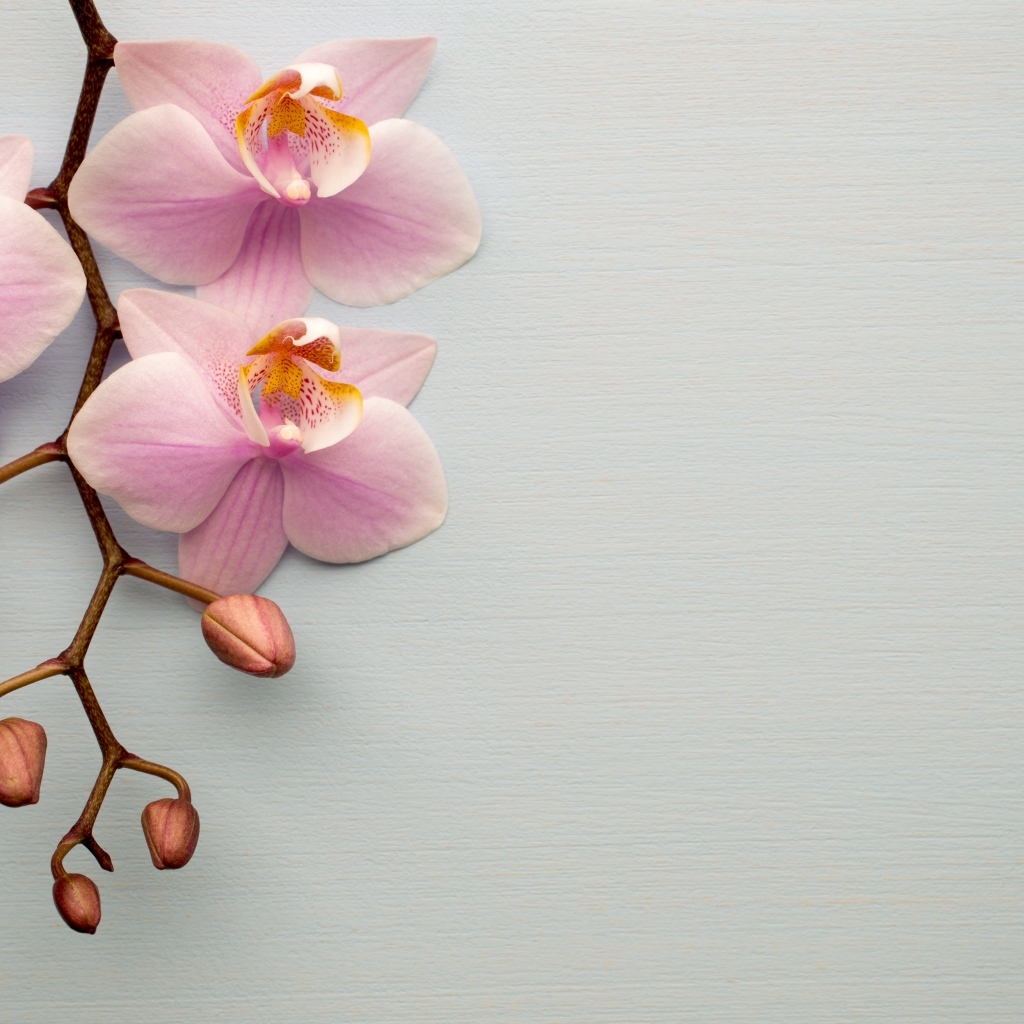 Розовые цветы орхидеи с бутонами на сером фоне