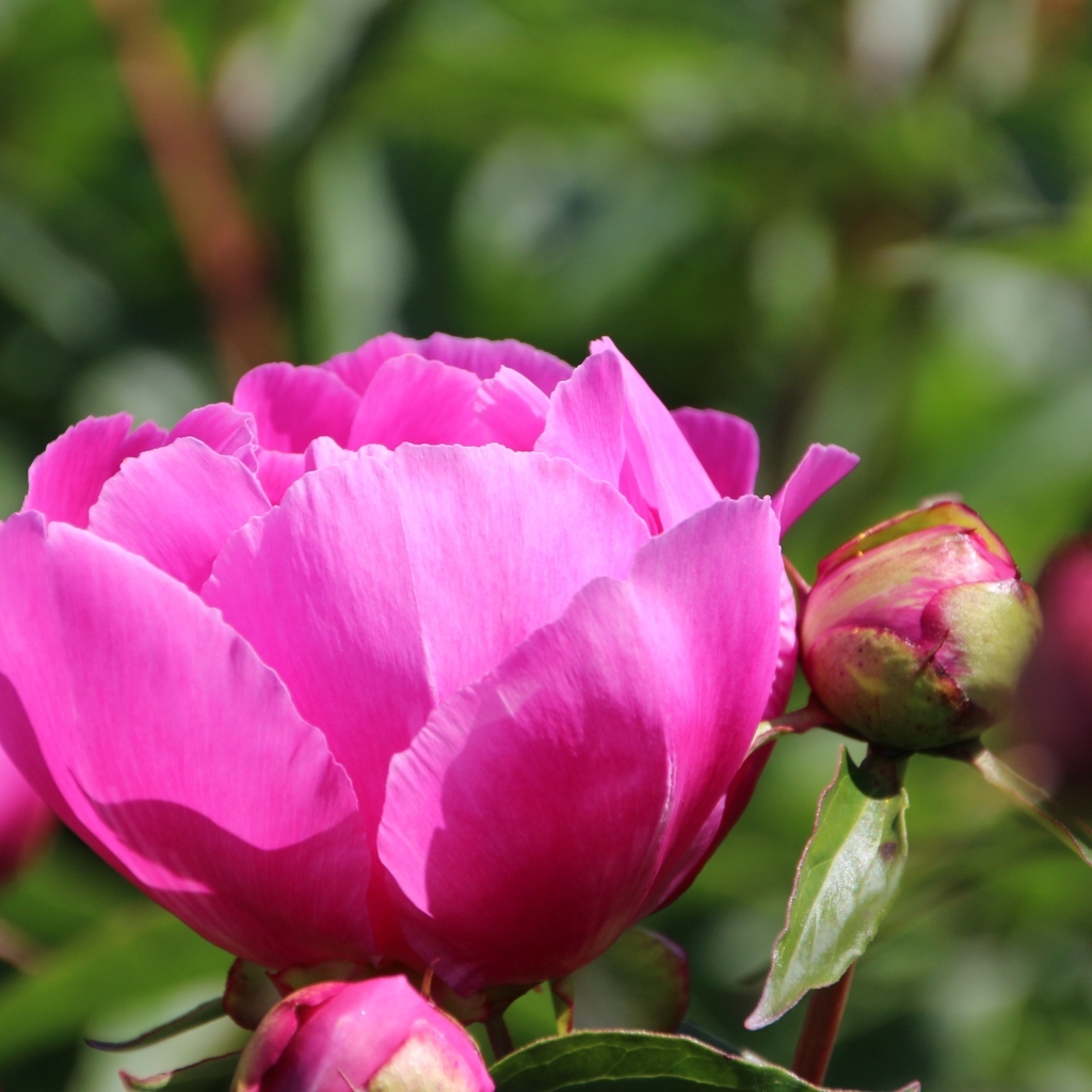 Розовые пионы с бутонами на клумбе