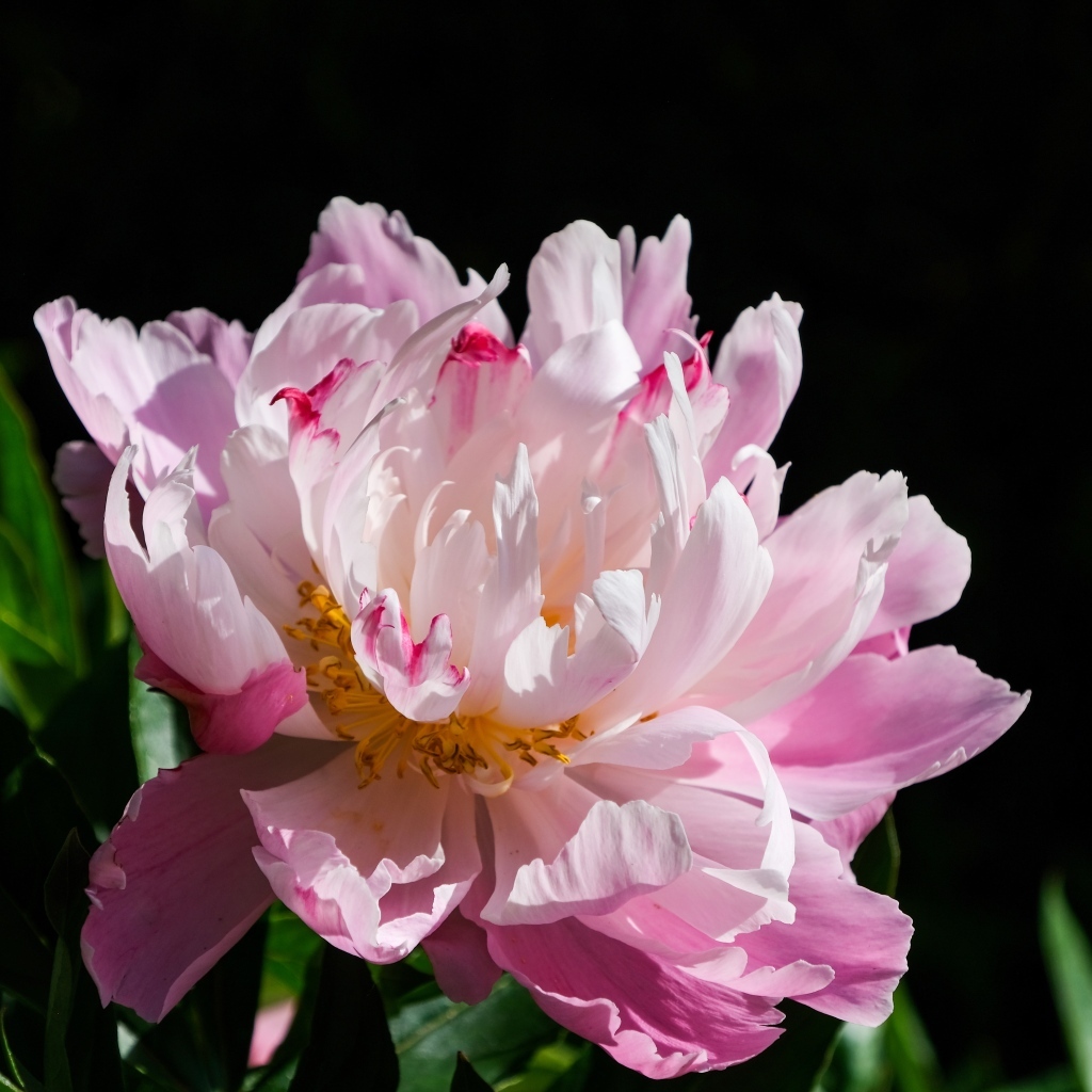 Розовый пион в лучах солнца на черном фоне