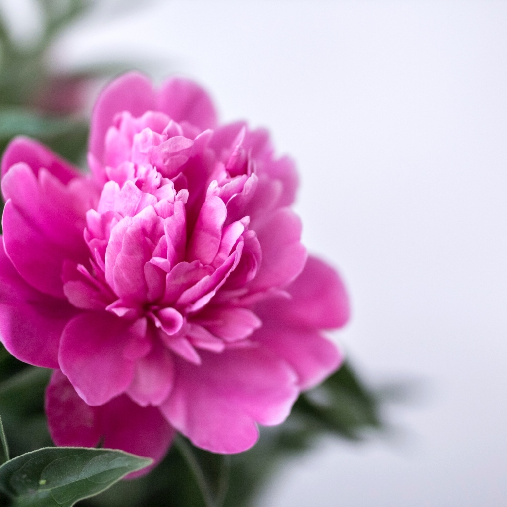 Розовый пион с зелеными листьями крупным планом