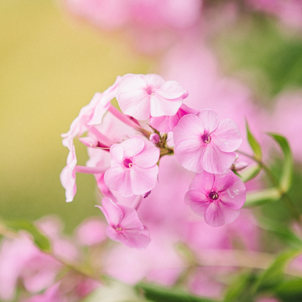 Розовые цветы флокса крупным планом