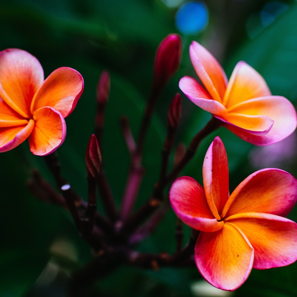 Розовые цветы плюмерии с бутонами