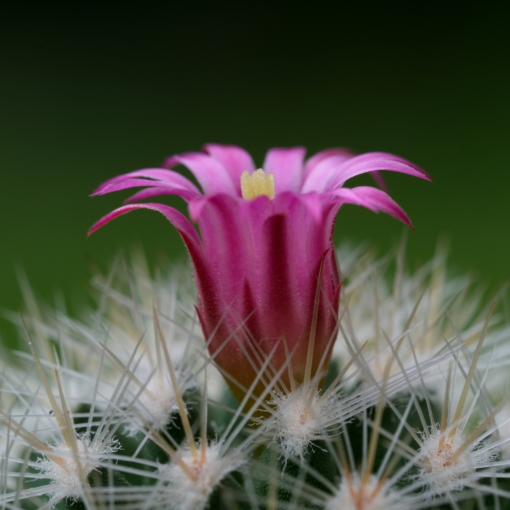 Розовый цветок колючего кактуса крупным планом