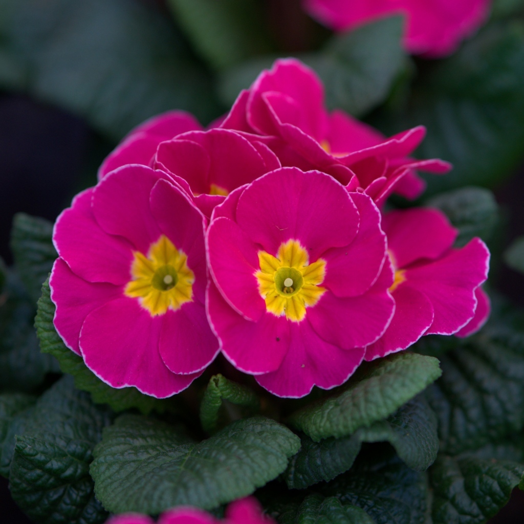 Розовый цветок примулы в горшке