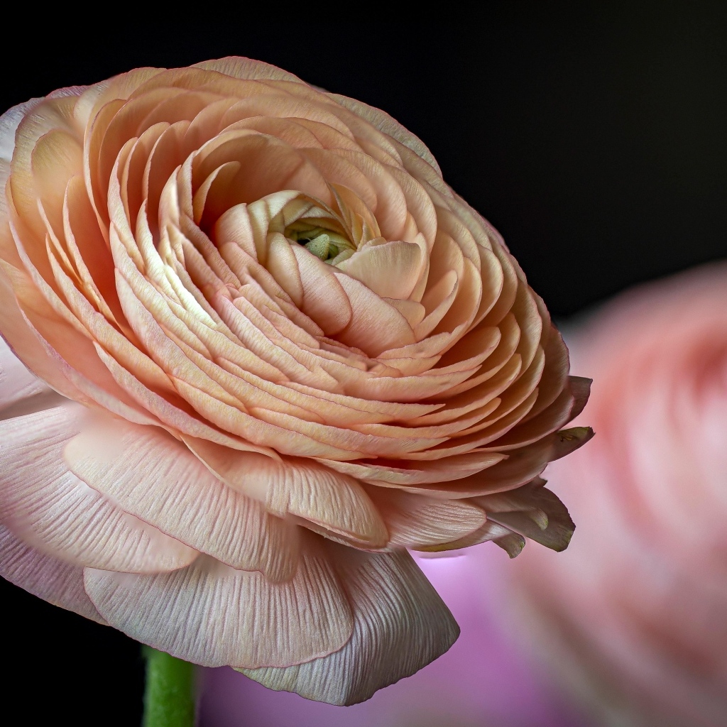 Цветок розового лютика крупным планом