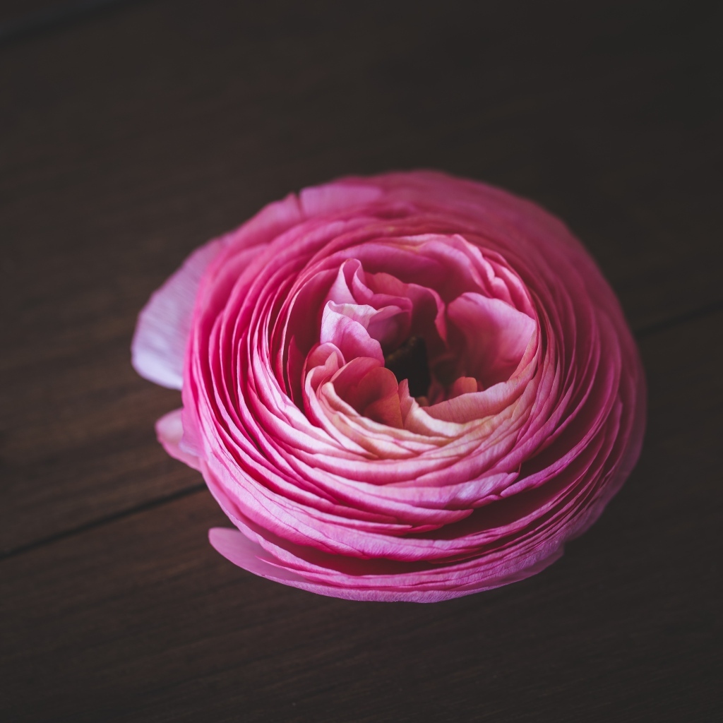 Розовый цветок лютика на деревянном столе