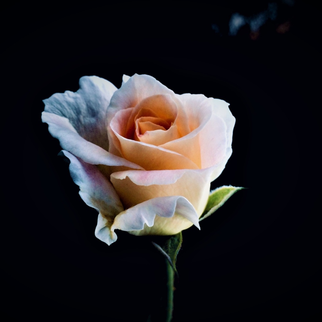 Розовая роза крупным планом на черном фоне