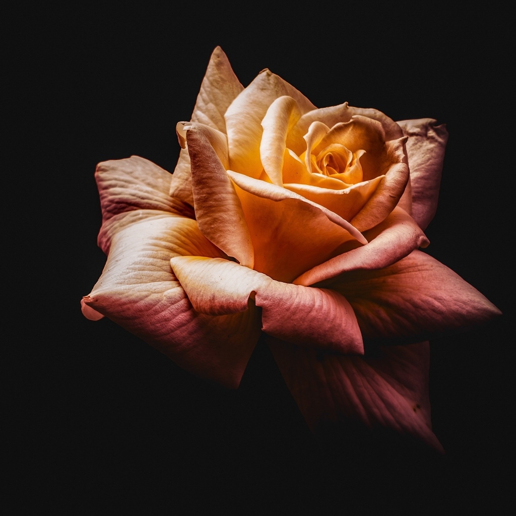 Розовый цветок розы на черном фоне