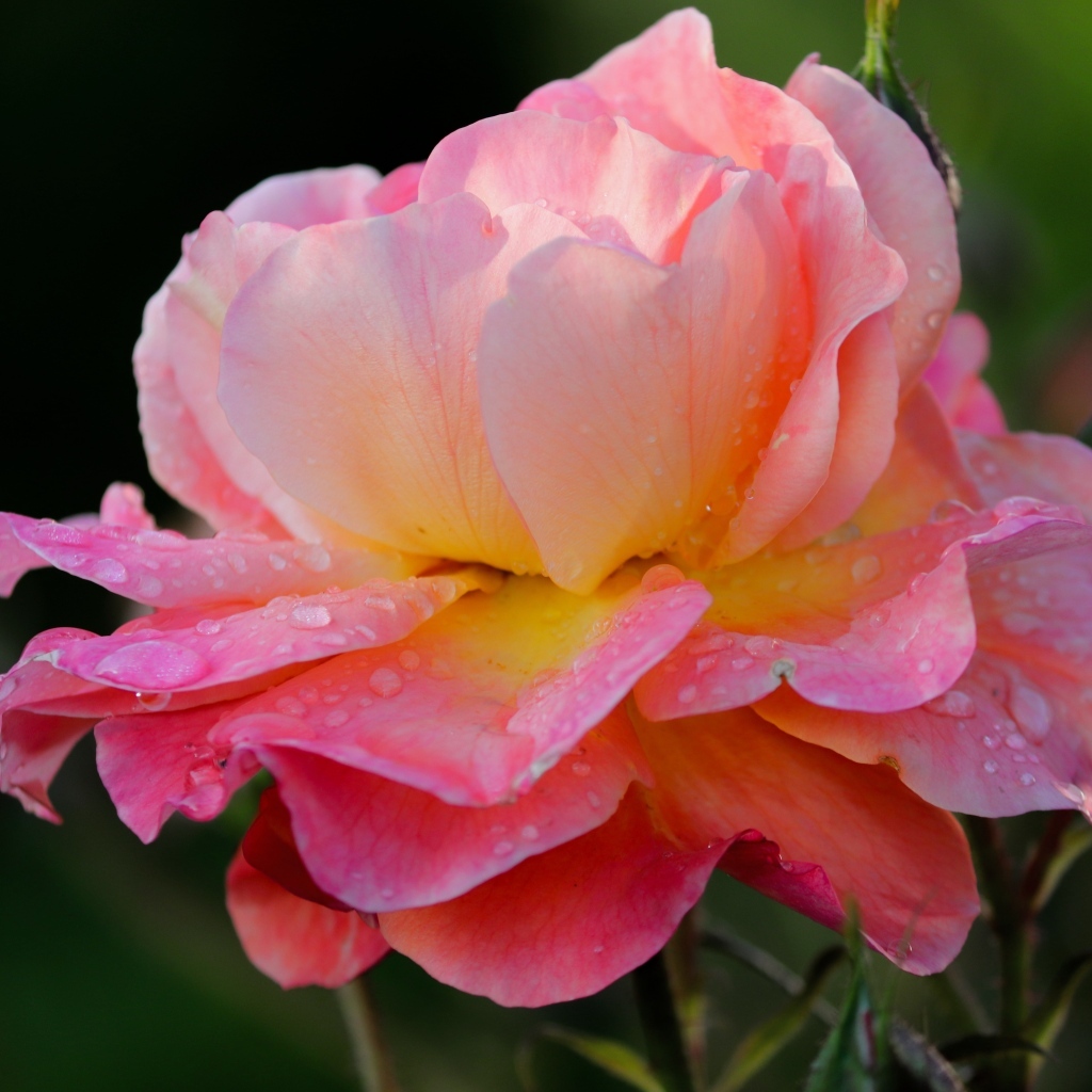 Розовый цветок розы с каплями росы на лепестках