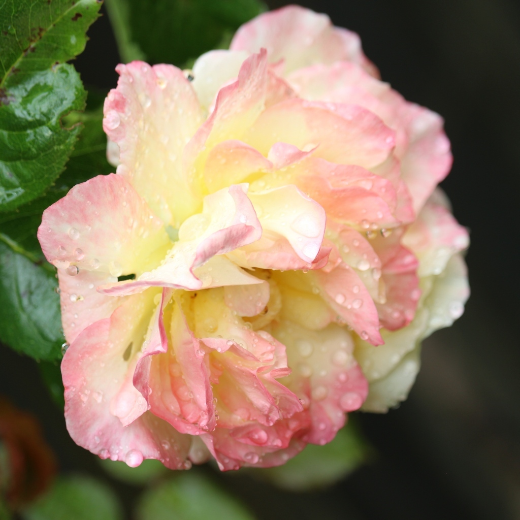 Розовая роза в каплях росы на клумбе