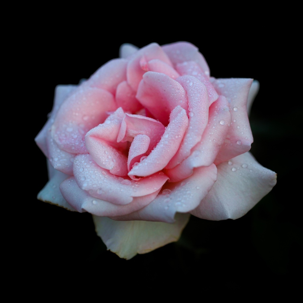 Розовая роза в каплях на черном фоне
