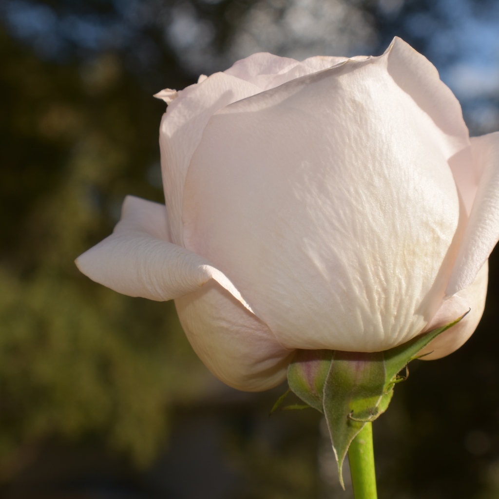 Розовая роза в лучах солнца крупным планом