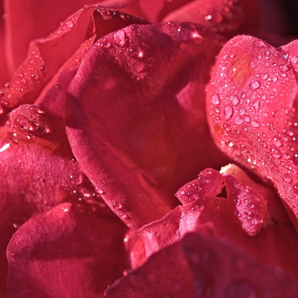 Розовые лепестки розы в каплях росы