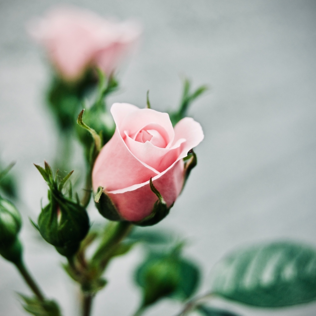 Розовая роза с бутонами на сером фоне