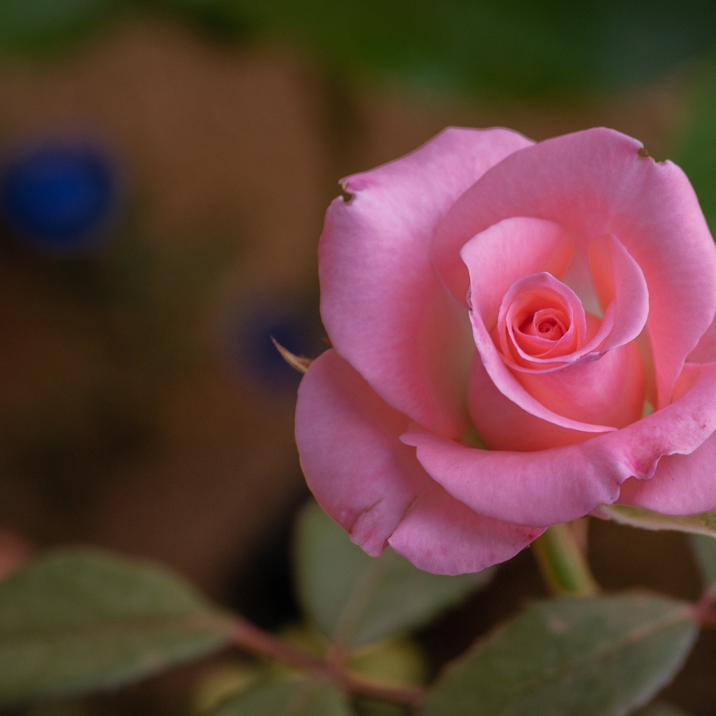 Розовая роза с нежными лепестками