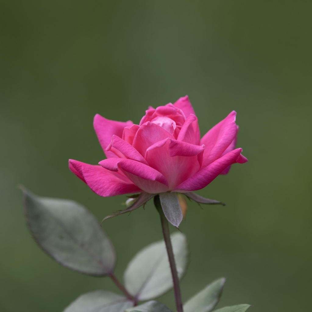 Розовая роза с зелеными листьями крупным планом