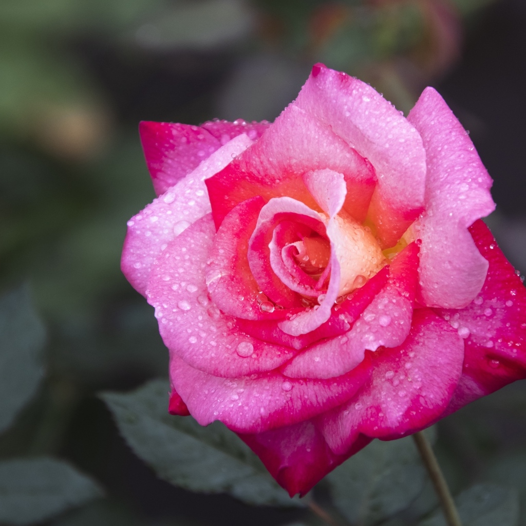 Розовая роза с крупным цветком в каплях росы