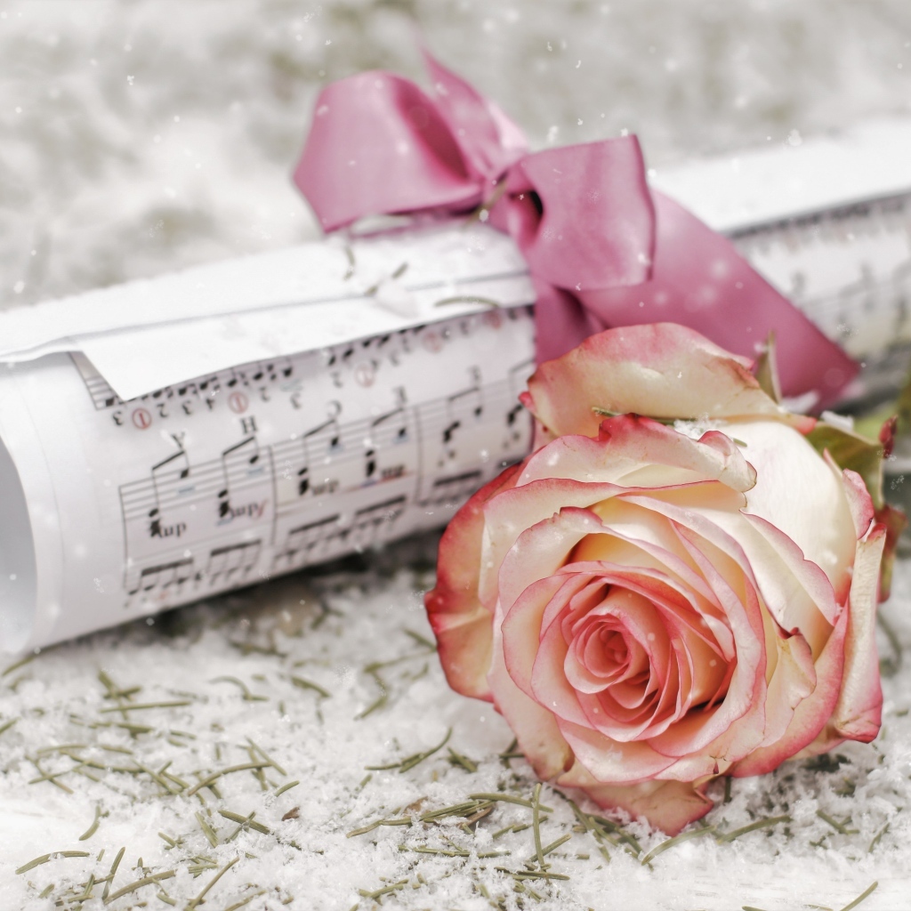Розовая роза с нотами на снегу