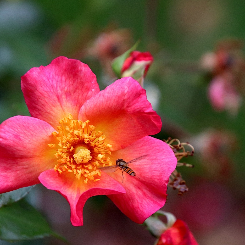 Розовый цветок шиповника с пчелой