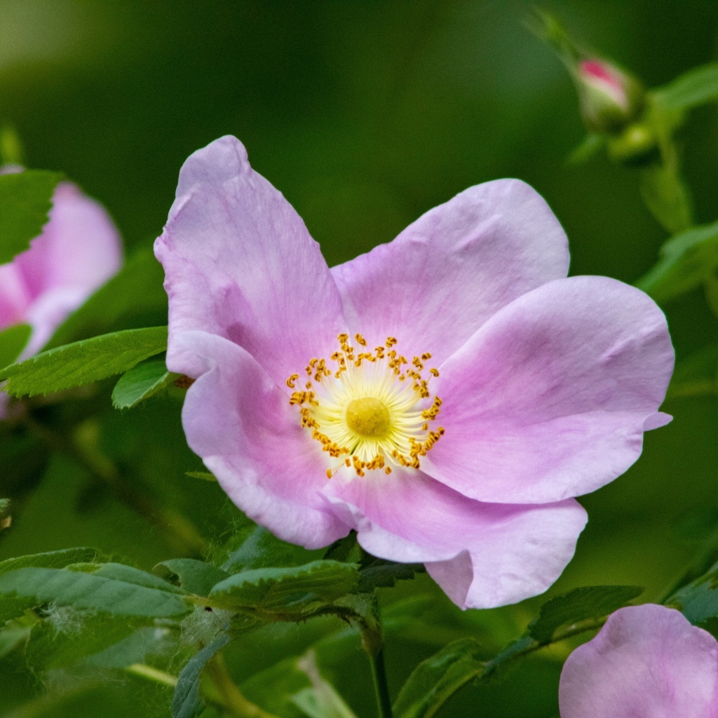 Розовые цветы шиповника крупным планом