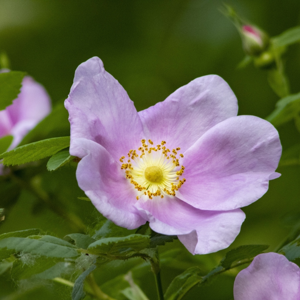Розовые цветы шиповника с зелеными листьями