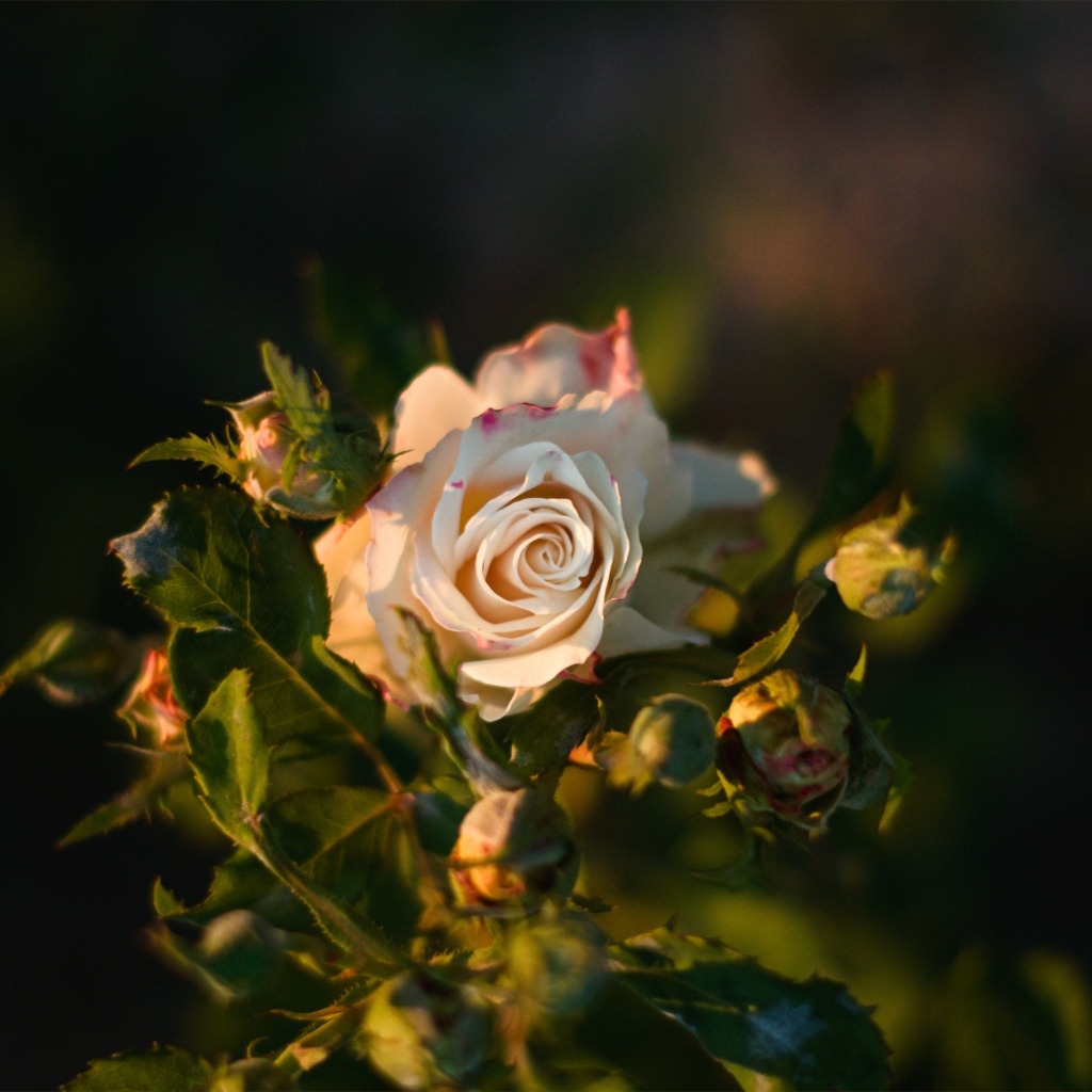 Розовые розы с бутонами в лучах солнца