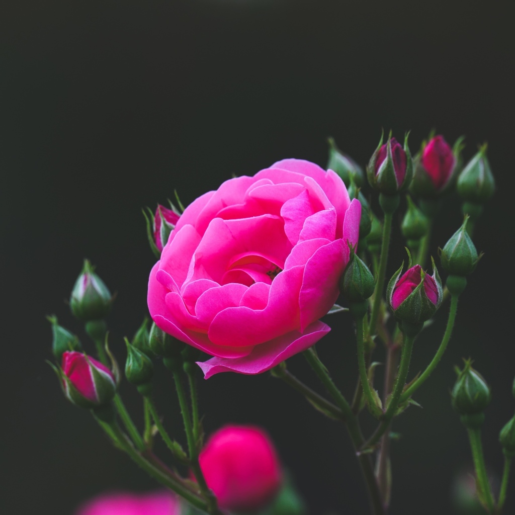 Розовые розы с нераспустившимися бутонами