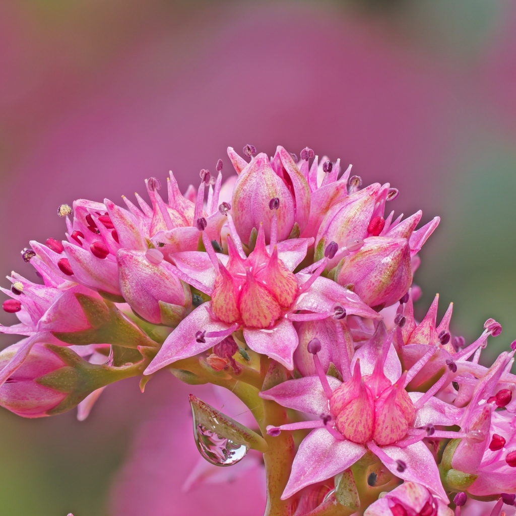 Розовый цветок очиток крупным планом