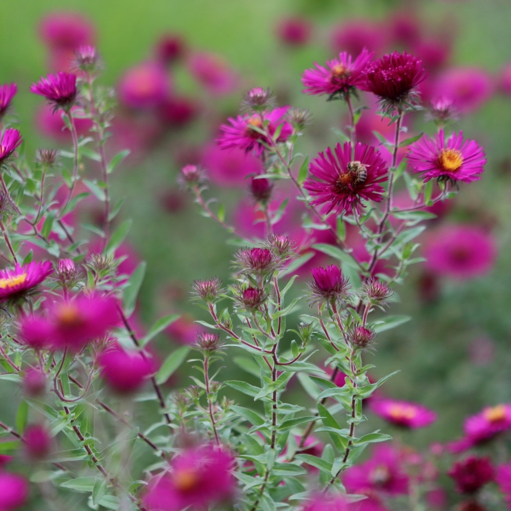 Розовые цветы сентябринка в саду