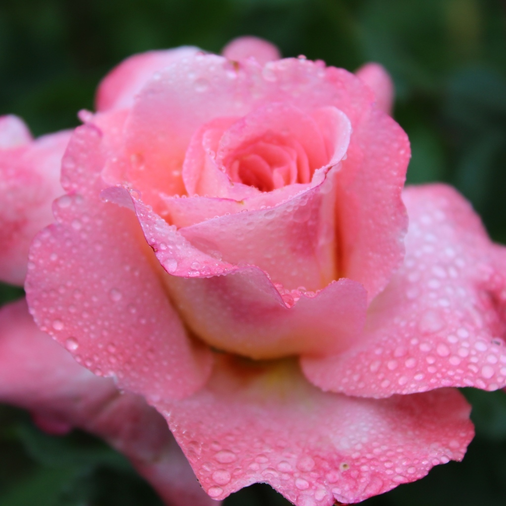 Розовая чайная роза в каплях дождя