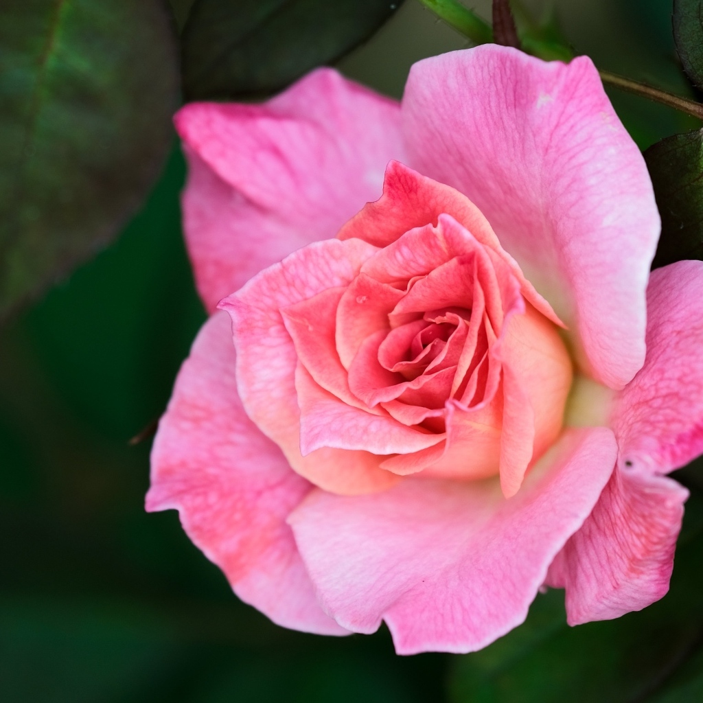 Розовая чайная роза с зелеными листьями