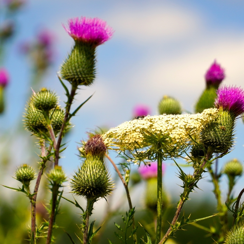 Розовые цветы расторопши на поле
