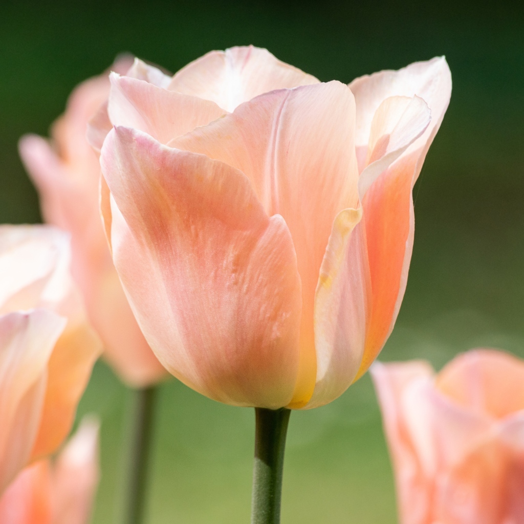 Розовый цветок тюльпана цветет весной