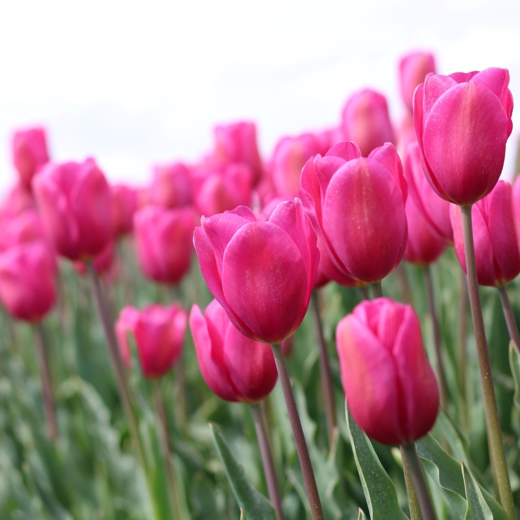 Розовые цветы тюльпана на поле