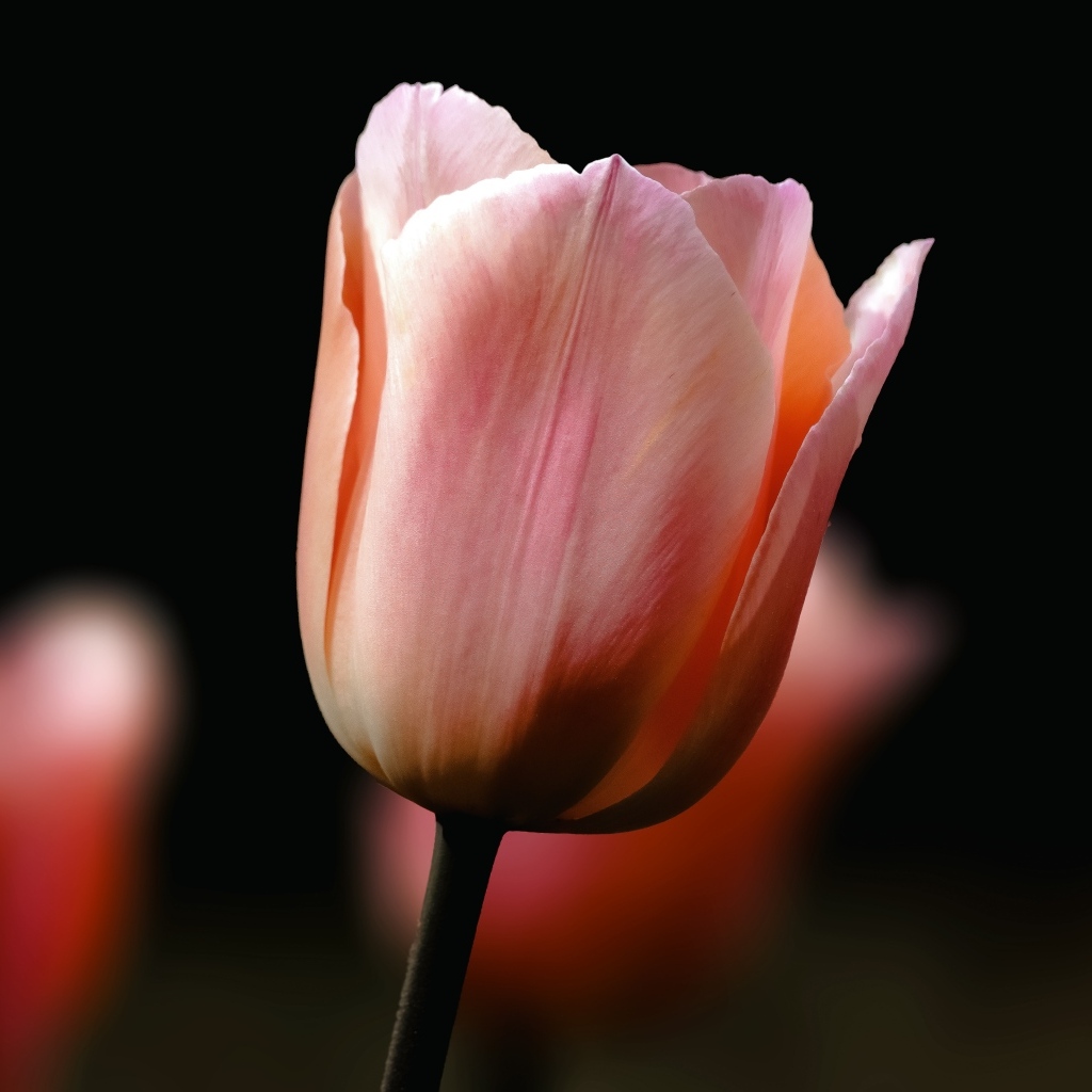 Розовый тюльпан на черном фоне крупным планом