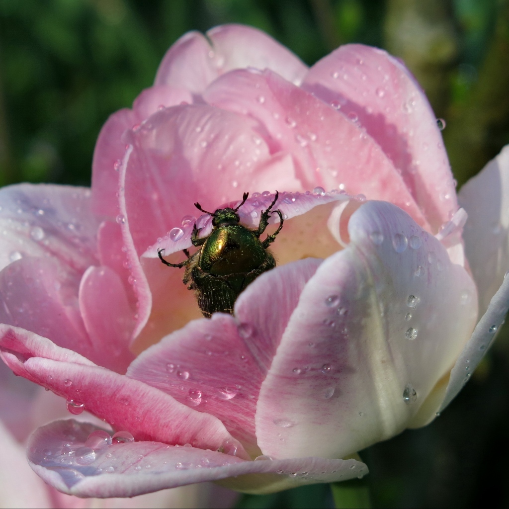 Розовый тюльпан с зеленым жуком в каплях росы