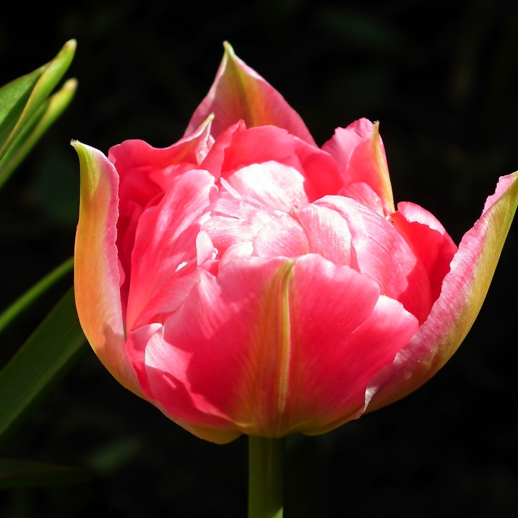 Розовый тюльпан с зелеными листьями на черном фоне