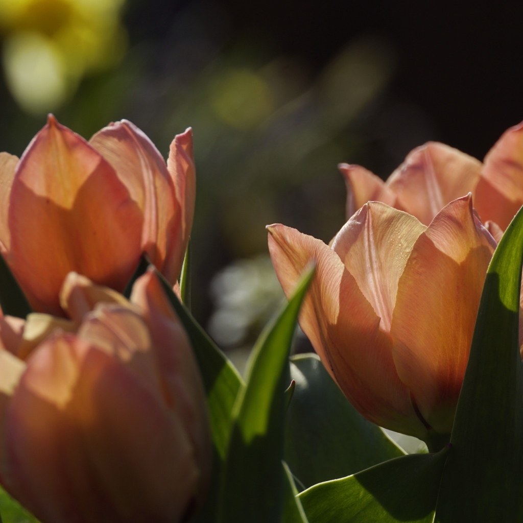 Розовые тюльпаны в лучах солнца на клумбе